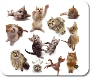 All-06915 Mousepad Cat Group