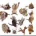 All-06915 Mousepad Cat Group